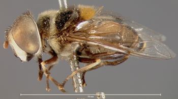 Media type: image;   Entomology 4067 Aspect: habitus lateral view